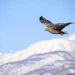 【涼しい夏旅！】避暑地は北海道が圧倒的人気、6割超が選ぶ理由