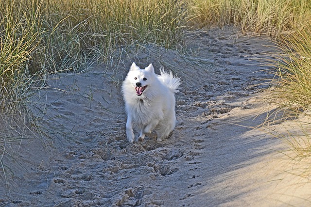 犬のイメージ