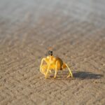 【冬の京丹後グルメ旅】海辺の温泉「一望館」でかにづくし会席を堪能