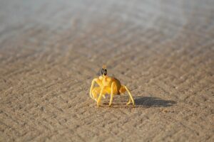 【冬の京丹後グルメ旅】海辺の温泉「一望館」でかにづくし会席を堪能