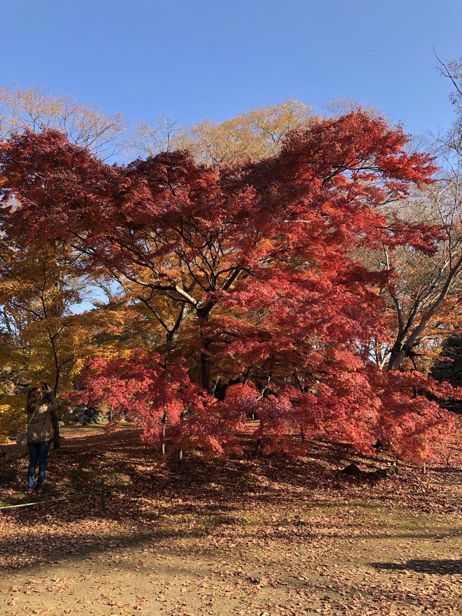 紅葉に染まる小諸城跡(懐古園)